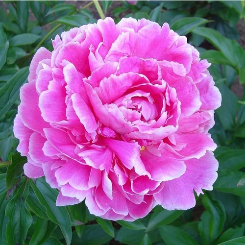 Un plus pour votre jardin：Paeonia Suffruticosa - Le pot de 5 litres