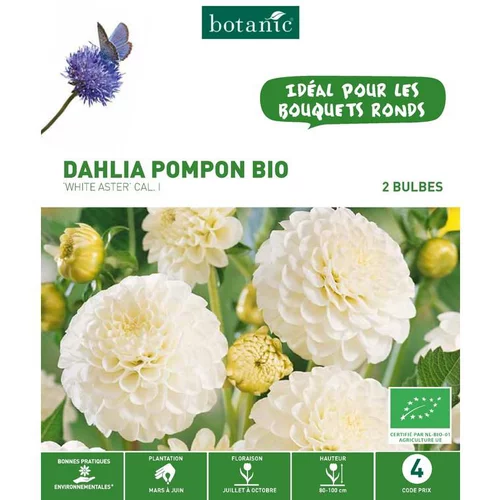 Style au jardin：Dahlia décoratif Ball White Aster bio blanc rose botanic® - 2 bulbes