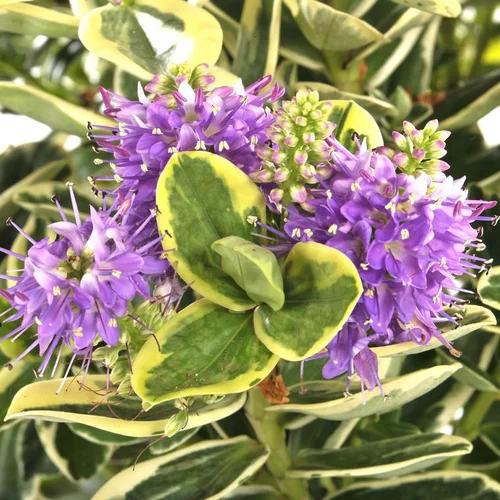 Jardin à découvrir:Véronique panachée - La jardinière de 40 cm