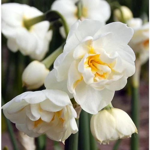 Sélection pratique：Narcisse Bridal Crown jaune. Le pot de 10,5 cm
