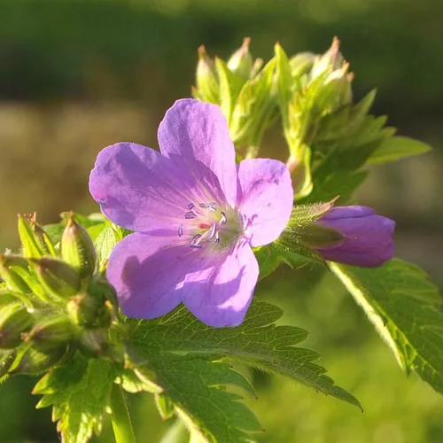 Bien utile au jardin：Géranium vivace à fleurs multicolores - Le pot Ø 19 cm