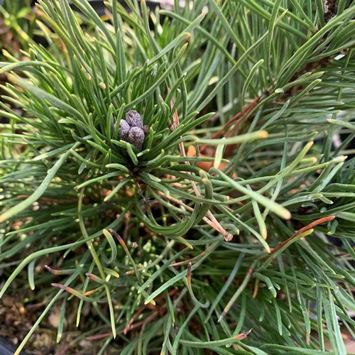 Jardin à équiper：Pin (Pinus) Mugo Pumilio 30/40. Le pot de 12,5 litres