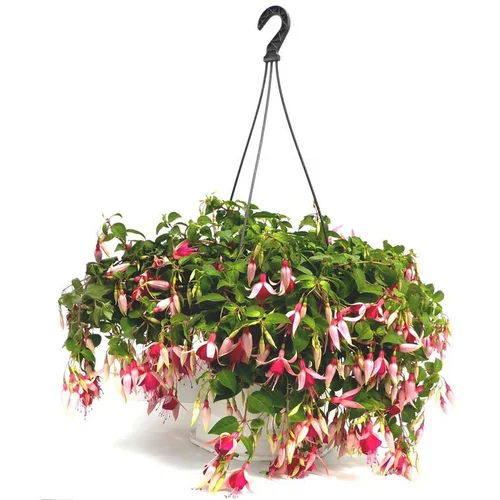 Bien pensé jardin：Fuchsia à fleurs multicolores - La suspension de 6,5 litres