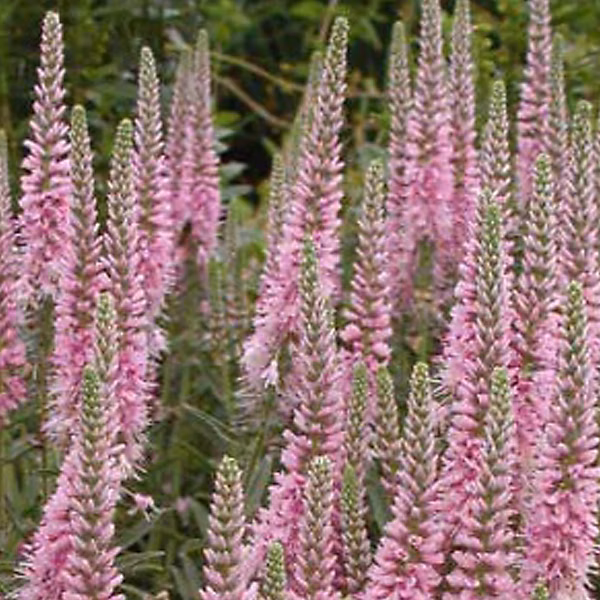 6 x Véronique en épis 'Heidekind' – Veronica spicata 'Heidekind', godet 9cm x 9cm