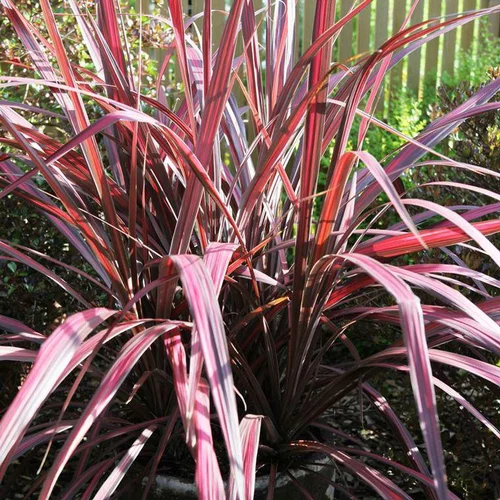 Pour un jardin plus pratique：Cordyline Banksii Electric Pink rose en pot de 8 L