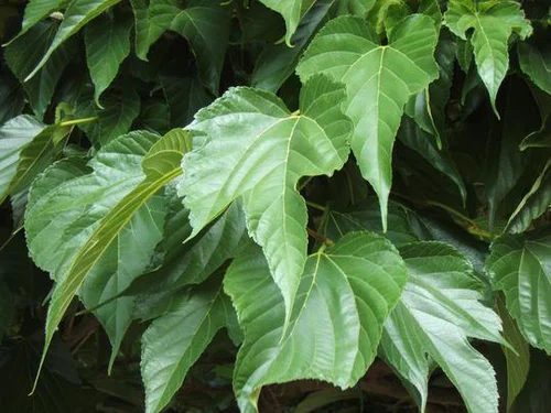Un essentiel du jardin:Mûrier Platane Fruitless'. Le pot de 30 litres