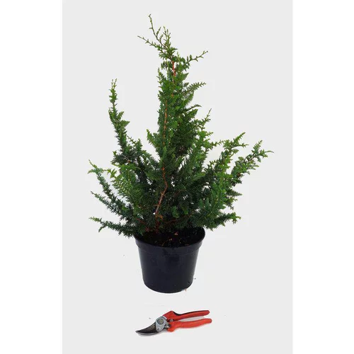 Idéal pour l’extérieur：Chamaecyparis Obtusa Teddy Bear (Faux cyprès du Japon) 30/40 en pot de 5 L vert
