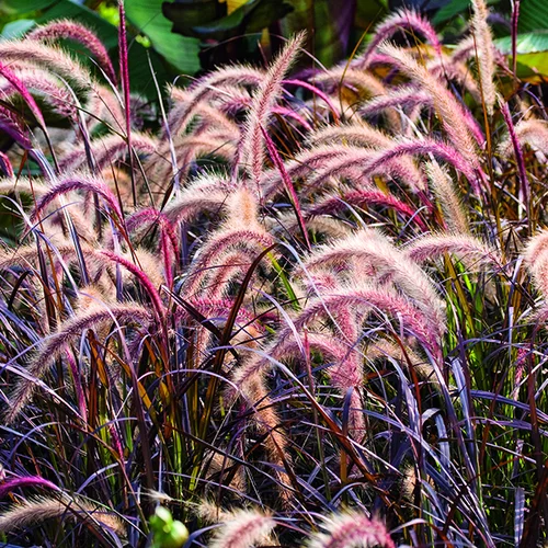 Pour équiper vos extérieurs：Pennisetum advena Rubrum vert botanic®. Le pot de 2 litres