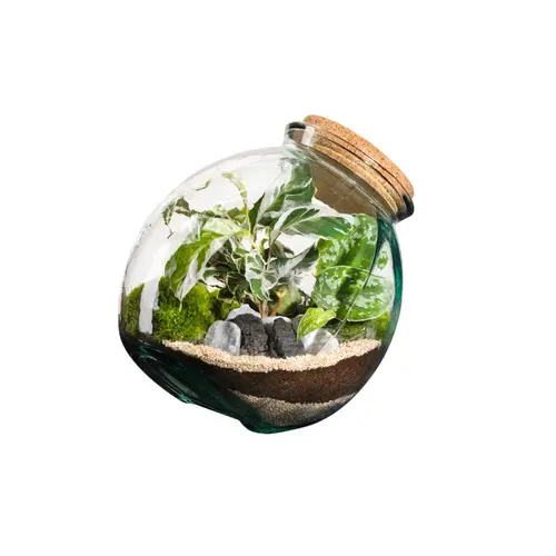 Extérieur plaisir：Terrarium autonome botanic® Kuego - Taille L Ø 26 cm H 26 cm