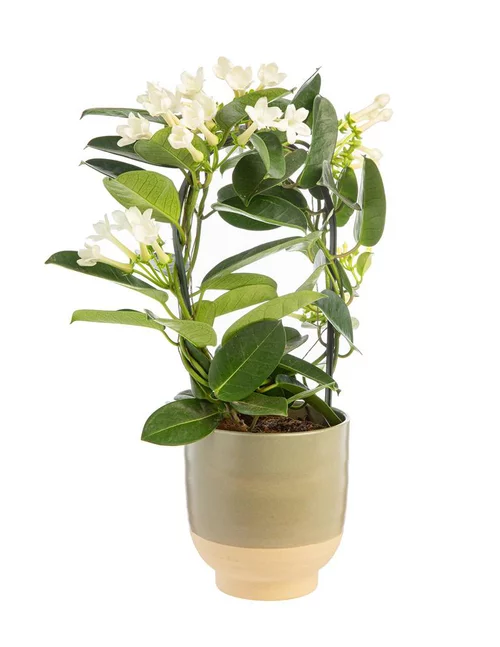 La solution pour vos extérieurs：Stephanotis monté sur arceau en pot céramique Ø 12 cm