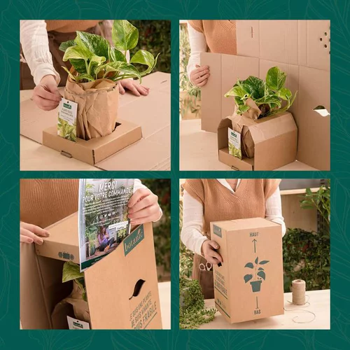 Pour embellir le jardin：Fatsia japonica green fingers® vert. Le pot de 3 litres