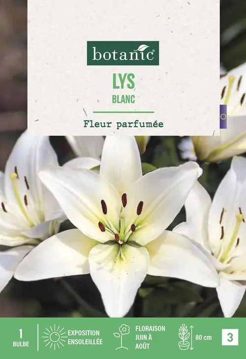 Tendance au jardin:Bulbe de fleurs Lys blanc botanic® - 1 bulbe