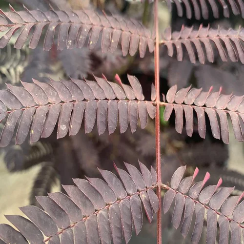 Pour vos jardins：Albizia Julibrissin Summer Chocolate marron. Le pot de 15 litres, forme ½ tige