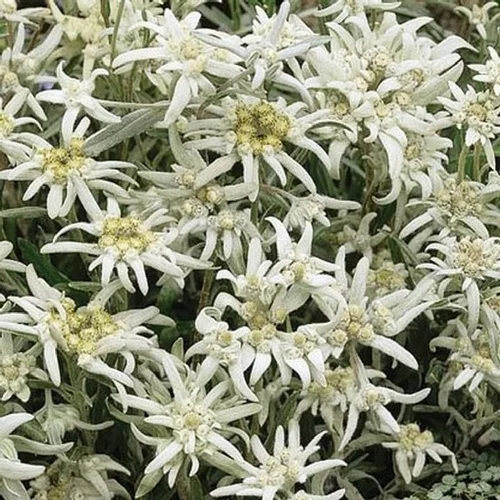 Un choix pratique pour l’extérieur:Edelweiss ou Étoile des neiges à fleurs blanches - Le pot de 2 litres