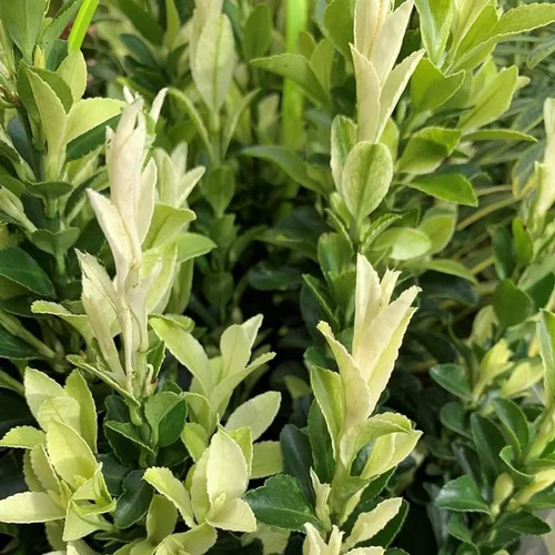 Pour plus de confort au jardin：Fusain (Euonymus Easyform) Paloma Blanca. Le pot de 4 litres