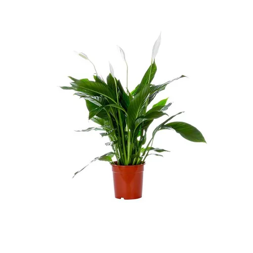 Sélection nature:Spathiphyllum pot Ø21 cm/ H95-110 cm