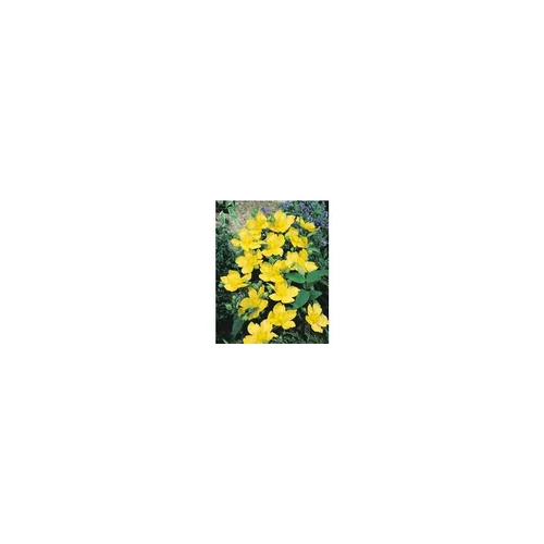 Bien pensé extérieur：HYPERICUM HIDCOTE.C 5
