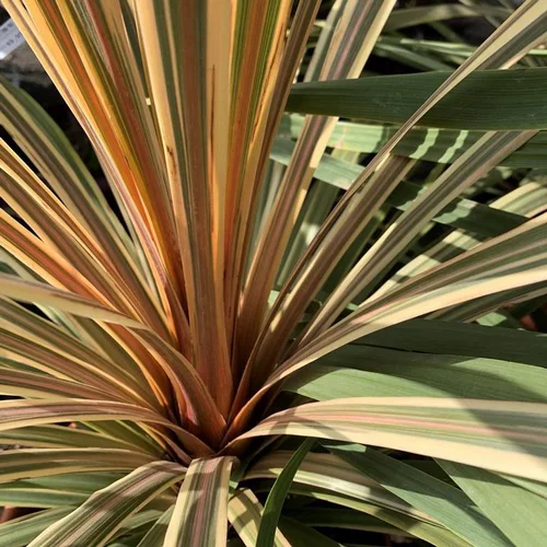 Jardin confort:Cordyline Ausralis Torbay Dazzler. Le pot de 7 litres