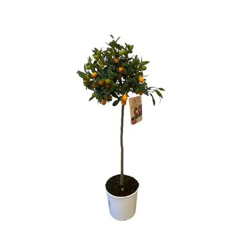 Une idée pour votre jardin:Kumquatine zéro résidus. Le pot de 9 litres, forme 1/2 tige