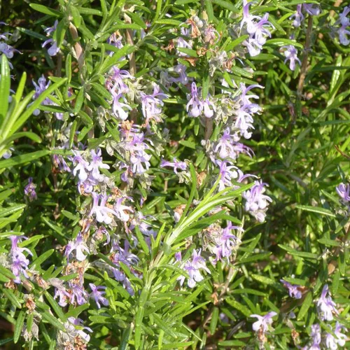 Pour créer votre univers jardin:Rosmarinus Oficinalis. Le pot de 15 litres