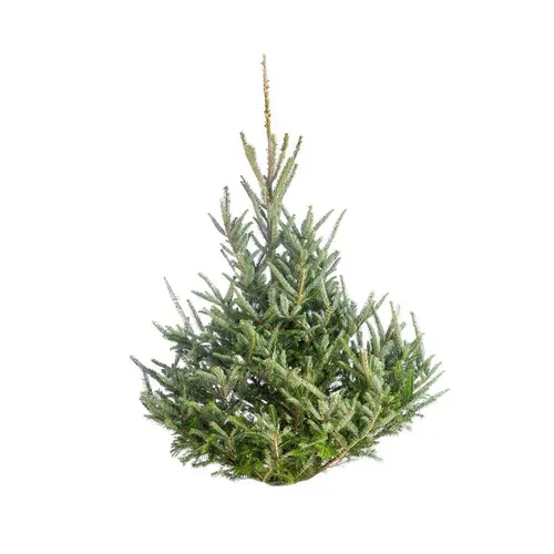 Pour personnaliser votre jardin:Sapin de Noël naturel coupé Fraseri - 100 à 125 cm