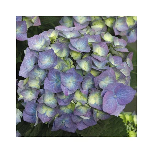 Déco extérieur：Hortensia. La coupe de 25 cm