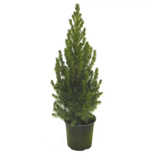 Jardin en douceur：Picea Glauca Conica - Le pot de 10.5 cm