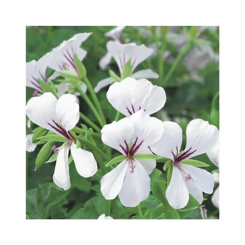 Extérieur loisirs:Géranium lierre simple blanc - Le pack de 6 plants
