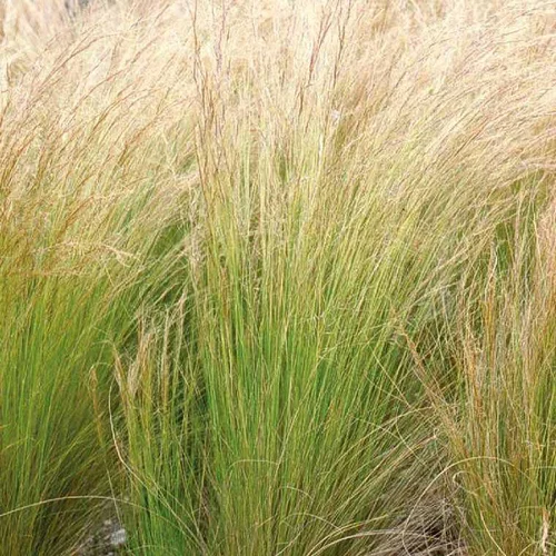 Nature au jardin:Stipa cheveux d'anges - Le pot de 10 litres