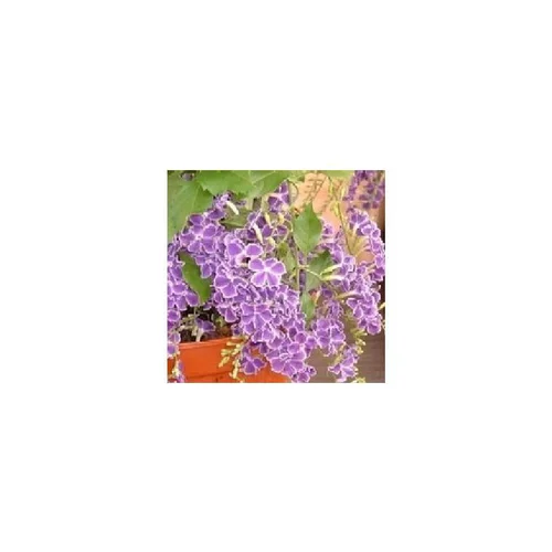 Pratique au jardin：Duranta - Le pot de 3 litres