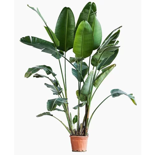 Une idée pratique pour l’extérieur:Strelitzia Augusta (Oiseau de paradis) en pot de 80 L blanc