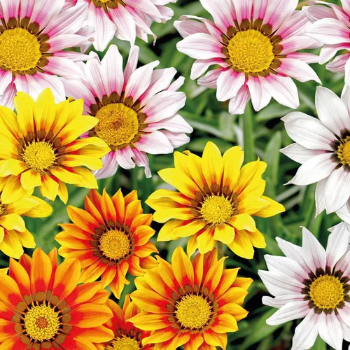 Confort dehors：Gazanie ou Gazania à fleurs multicolores - La barquette de 6 plants