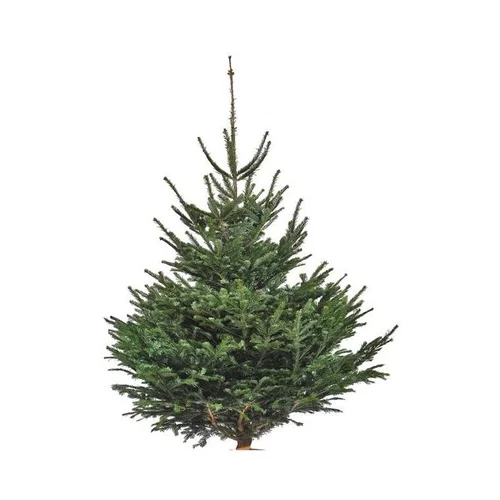 Maison & extérieur:Sapin de Noël naturel coupé Nordmann - de 150 à 175 cm