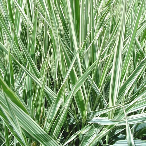 Déco au jardin:Graminees Variees - Le pot de 7,5 litres