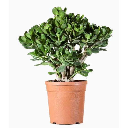Pour vos projets extérieurs:Crassula Portulacea (Arbre de jade) en pot de 2,5 L vert