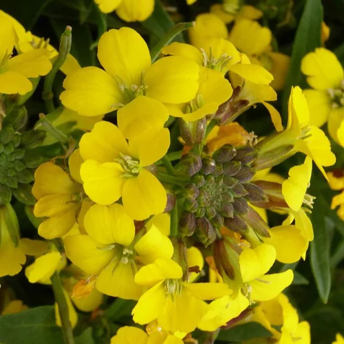 Pour organiser vos extérieurs：Erysimum - Le pot de 2 litres