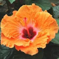 Pour un jardin bien équipé：Hibiscus de Chine - Le pot de 3 litres