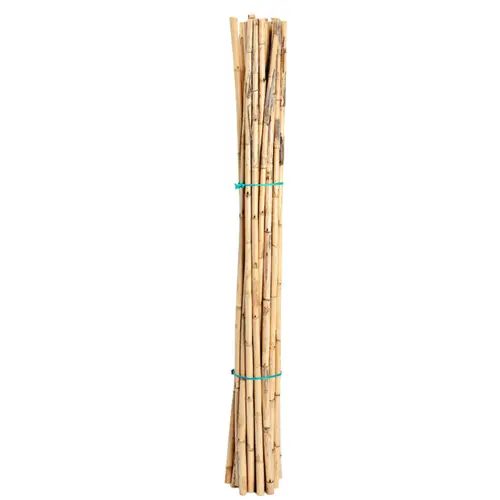 Jardin et solutions：Tuteurs pour haricots en roseau Silvacane Provence x 12 - Ø 1,5 x H 150 cm