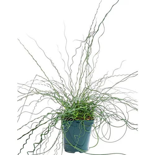 Extérieur utile:Jonc diffus spiralé vert - Le pot de 4 litres