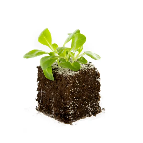 Idée pratique：Mâche Gala Bio. La motte de 4x4 cm