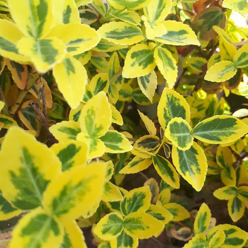 Pour faciliter la vie dehors：Fusain couvre-sol ou Euonymus couvre-sol vert. Le pot de 2 litres