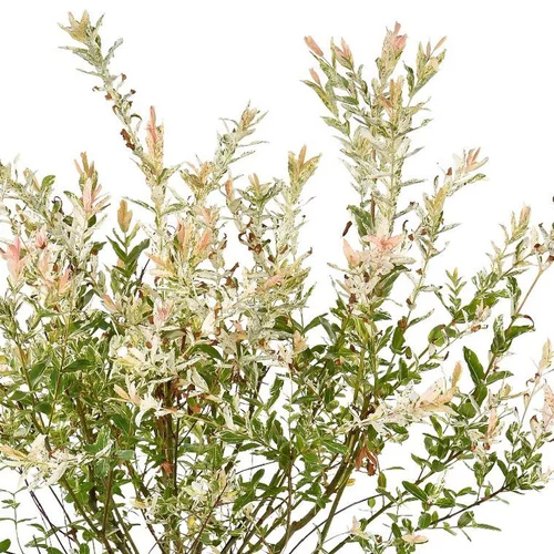 Un atout au quotidien：Saule Crevette ou Salix integra Hakuro Nishiki. Le pot de 7 litres, forme 1/2 tige