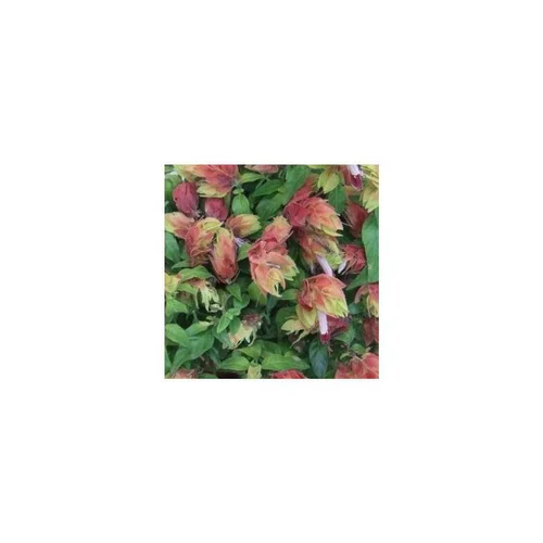 Votre jardin：Beloperone Guttata - Le pot de 2 litres