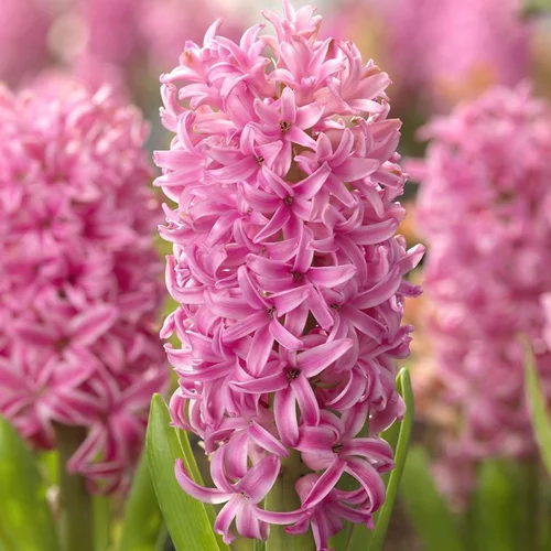 Tendance au jardin:Jacinthe - Le pot de 10,5 cm