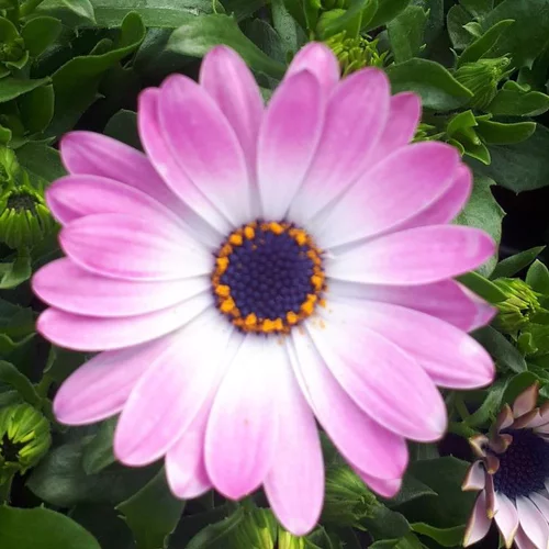 À avoir au jardin：Osteospermum ou Dimorphoteca - Le pot de Ø 10,5 cm