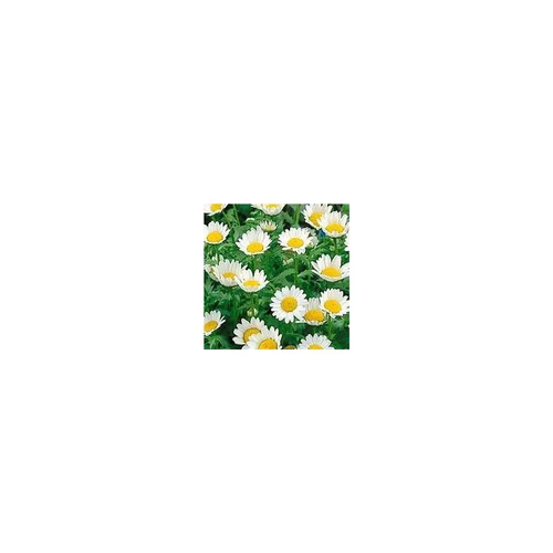 Pour vos espaces verts:Chrysanthemum Paludosum - Le pot de 10.5 cm