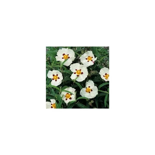 Une touche pratique au jardin：Cistus X Purpureus Alan Fradd blanc et rouge 30/40 cm en pot de 3 L