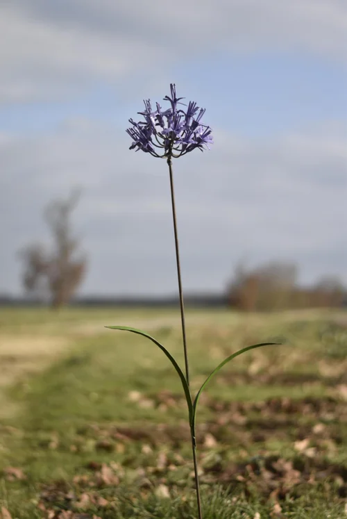 Équipement extérieur：Tuteur en forme de fleur d’Agapanthe en métal recyclé Chouette & Co - H 110 cm