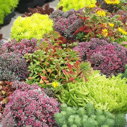 Une idée pratique pour le jardin:Sedum varié. Le pot de 1 litre