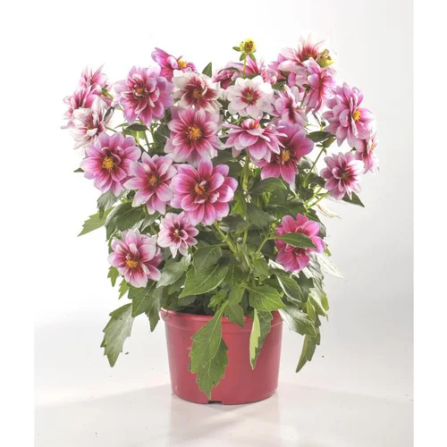 Solution au jardin:Dahlia tubéreux - Le pot de 5 litres